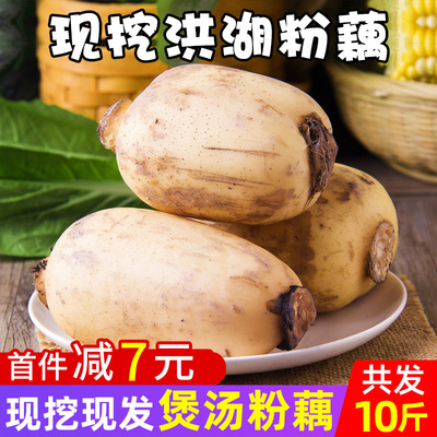 Lotus fresh 10 Soup Farm Lotus root slices Full container Lotus root starch Glutinous rice lotus root specialty