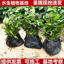 ���~�ݻ��纣������û�ˮ��ֲ��ͦˮ�Ӱ��r���ͥԺ�����쾰