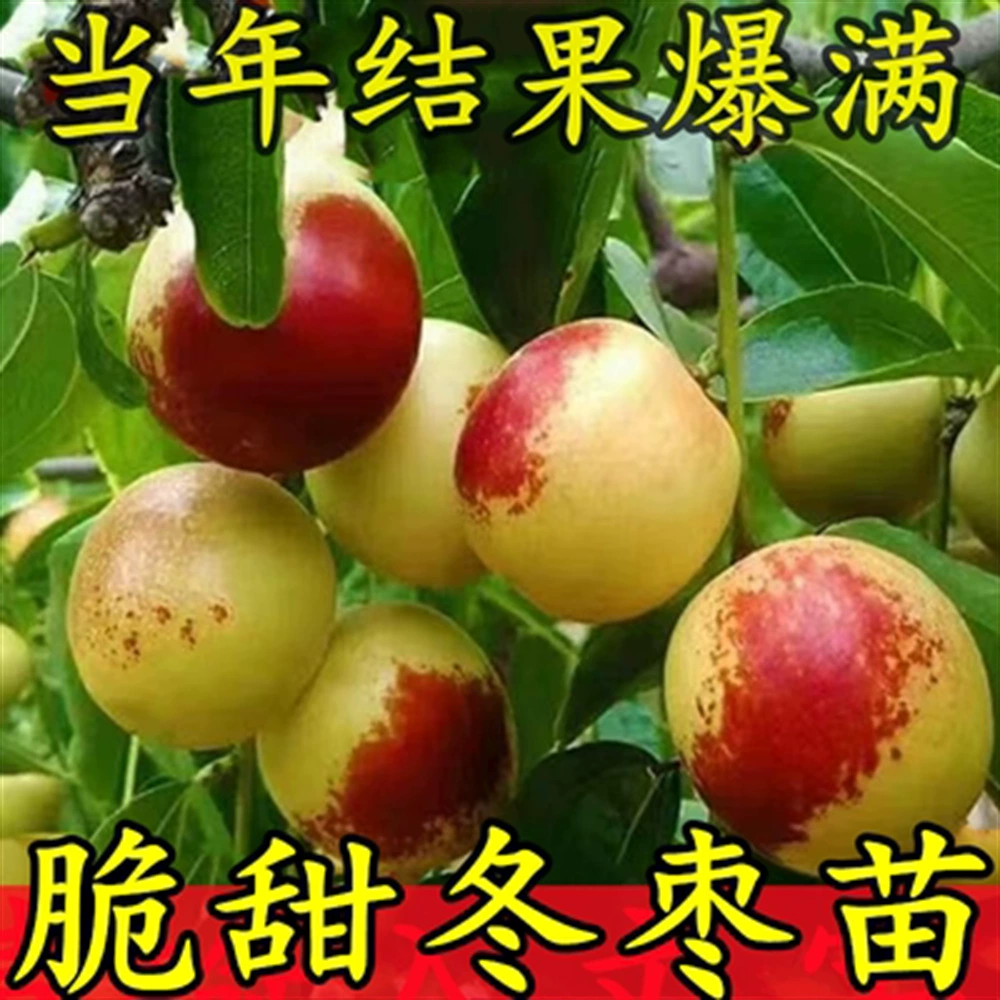 Мармелад Дерево Живая рассада Прививка Пан Мармелад Рассада Экстра хрустящий сладкий Jingcang № 1 Мармелад Рассада в горшке Север и Юг Результаты года