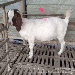 ����ɽ���� ���lɽ��С��� ����ɽ������������Xһֻ