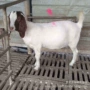 多少羊苗