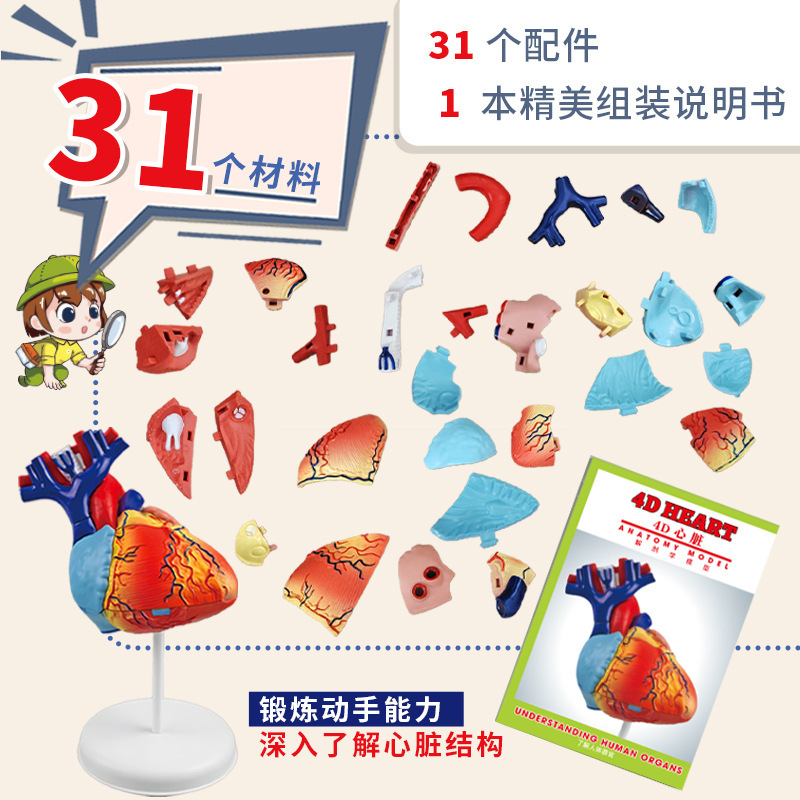 跨境人体心脏解剖模型器官结构中小学生教学教具儿童益智科教玩具|undefined