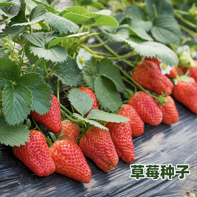Семена клубники Съедобные овощи Посев Легко сеять Крытый балкон Рассада в горшках Уличные семена цветов
