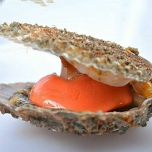 带黄带膏 日照栉孔贝,扇贝鲜活刺贝新鲜贝类 聚餐佳品 肉肥味美