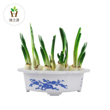 塑料花盆铜钱草碗莲盆室内水培盆 水仙盆塑料花盆生产厂家