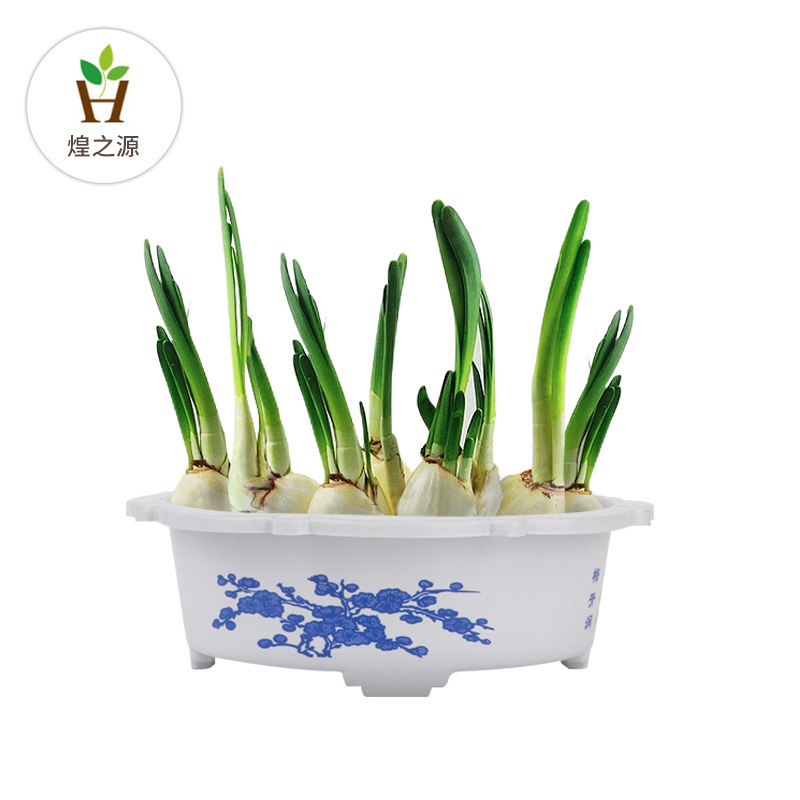 塑料花盆铜钱草碗莲盆室内水培盆 水仙盆塑料花盆生产厂家