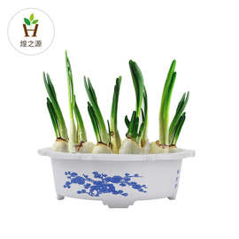 塑料花盆铜钱草碗莲盆室内水培盆 水仙盆塑料花盆生产厂家