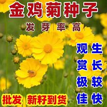 金鸡菊种子多年生宿根大花金鸡菊花籽四季易活景观花海色块花期长