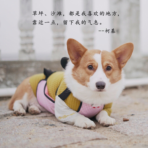 Pet it Corgi waterproof bellyband for rainy days outdoor anti-dirty pet dog bellyband pet clothes divided into male and female cross-border