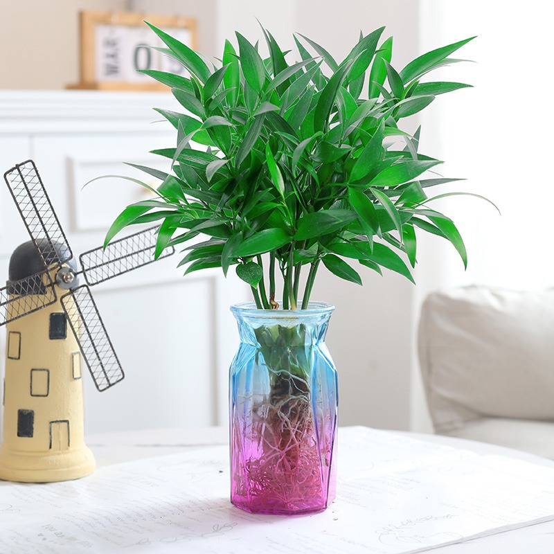 모기퇴치대나무, 편백나무 10개 + [종이접기 핑크병] + 영양액