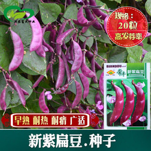 新紫扁豆种子阳台菜园春夏秋四季茶豆蔬菜种子农家易播眉豆角籽