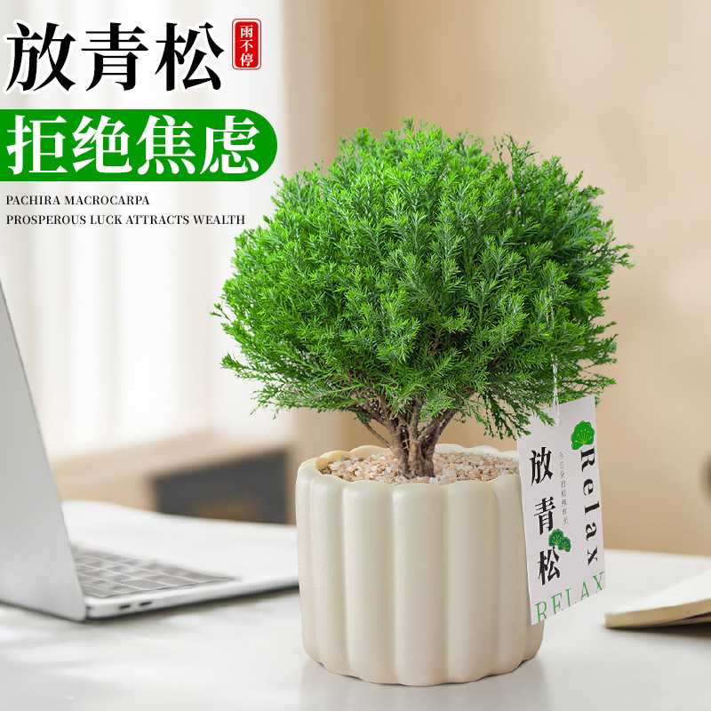 Place Green Pine and Green Plants, Mist Pine Indoor Small Potted Plants, Rime Office Desktop, Relax Plant Ornaments, Easy to Maintain in All Seasons