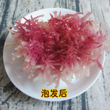 新鲜石花菜 500g麒麟菜珊瑚草海藻龙须菜海石花海冻菜红藻干货