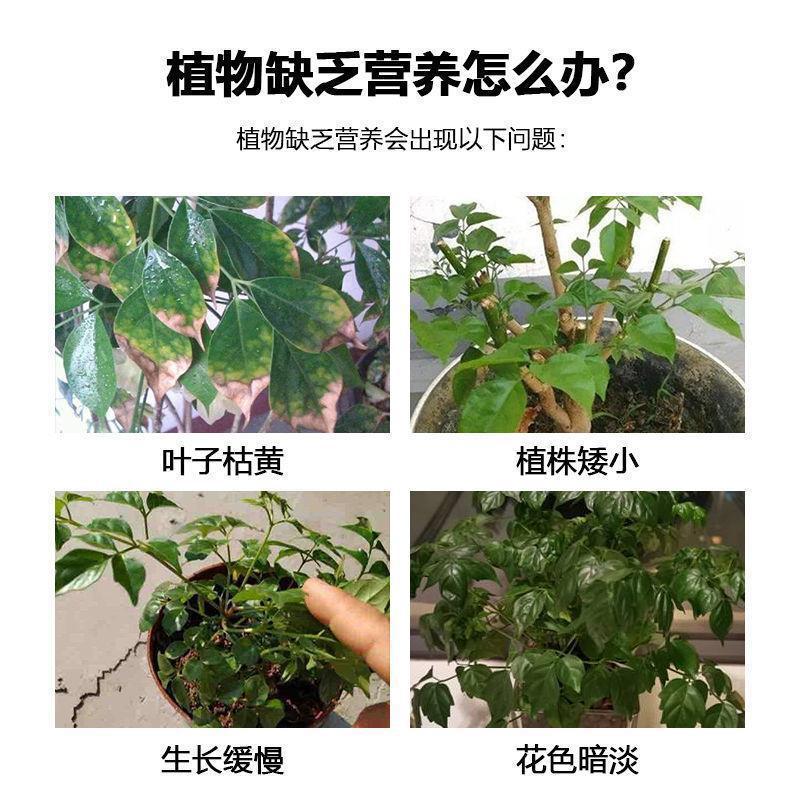 緑の栄養液の葉の面の肥料の果樹の野菜の花卉の通用する中で微量の元素のクロロフィルの水と肥料のスプレー|undefined