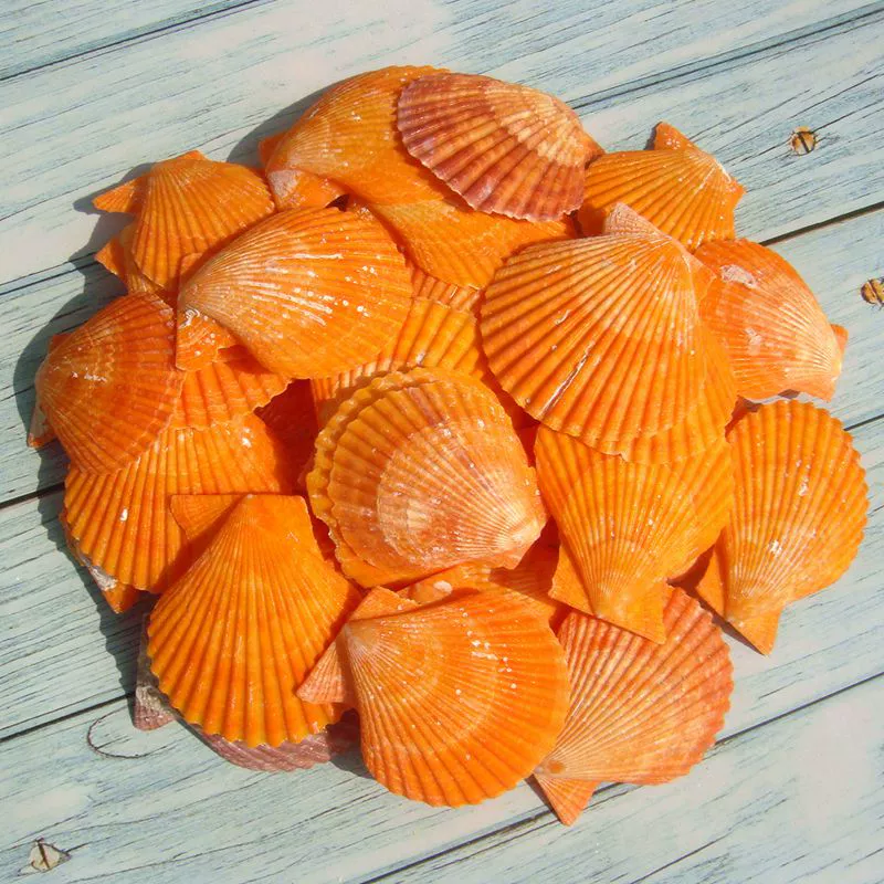 YO3H wholesale natural shell white shell coconut shell shell fish tank aquarium landscaping wool babel window sticker wall decoration