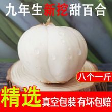 甘肃产兰州甜百合新鲜食用二头皇天然无硫兰州鲜百合真空