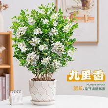 九里香盆栽驱蚊草室内客厅阳台浓香型七里香四季常青好养绿植花卉