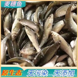 ���r���Ӱ��r����Ꭷ�~ʳ��ϵ؈D�W�^�y�����^����ι�~���r���~