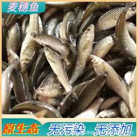 新鲜冻河白虾麦穗热带鱼食饲料地图鹦鹉银龙狗头河豚喂鱼的虾龙鱼