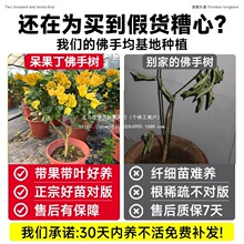 ̨֘ͥԺAָ辰ϘֲﻨܾGֲB