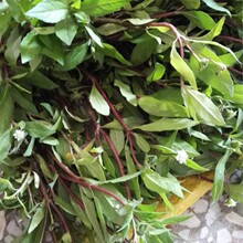 野生旱莲草 墨旱莲 鳢肠草 野生黑墨草 擦老鼠痣 500克1件