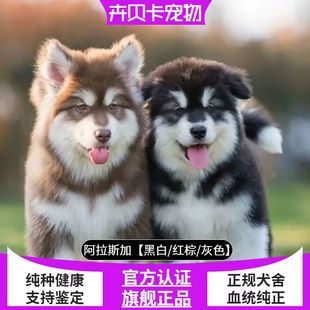 ���N����˹��Ȯ��Ȯ���w���۴��Ͱ���˹��ѩ��Ȯ����Ȯ����˹��Ȯ