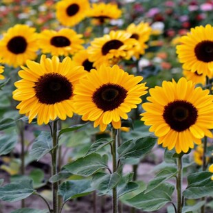 Ornamental Sunflower Seeds, Courtyard Outdoor Landscape Flower Sea Seeds, Easy to Grow, Four-Season Blooming Dwarf Sunflower Seeds