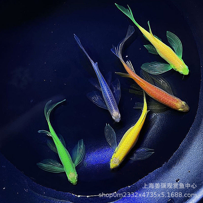 Tropical Ornamental Fish Live Pet Grass Tank Fish Long Tail Zebra Large Butterfly Wing Zebra Green Apple Lemon Emerald Green