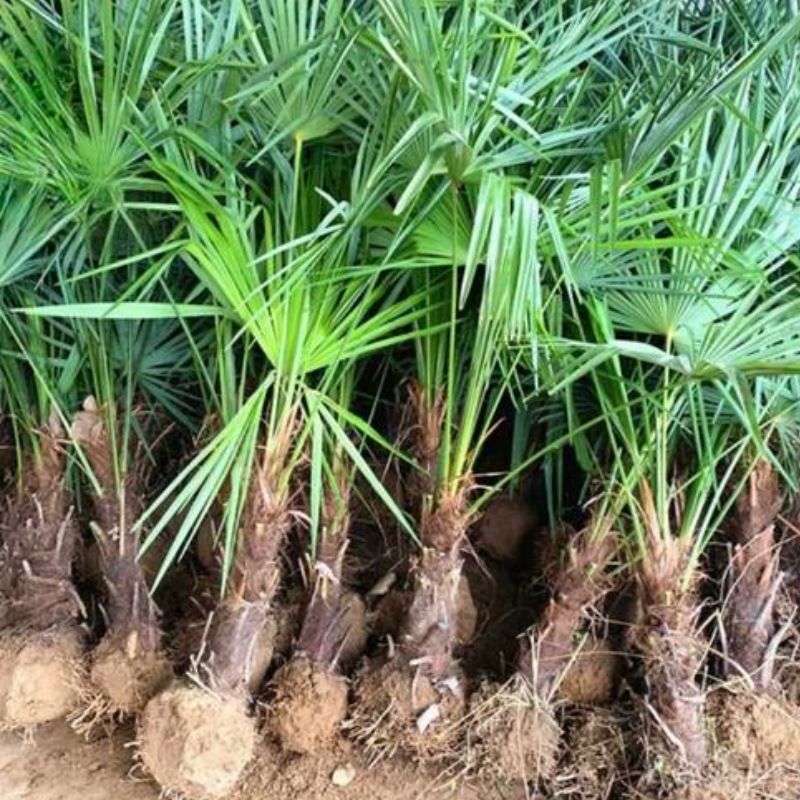 庭院植物棕榈树苗 盆栽地栽棕榈苗扇子树苗 园林四季常青绿化苗木