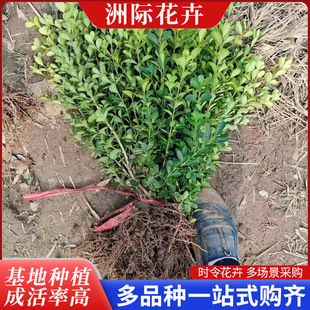 �S��������S��G����ľ���G��ľ�G�hɫ�KͥԺ���@��·�����Nֲ��