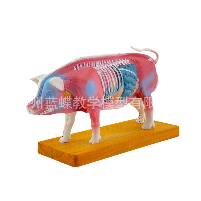 �������Ѩλģ�� ������ģ�� ��ҽģ�� ����ģ�� �����ģ��