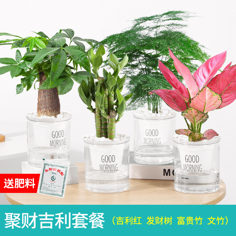 특별 행운나무 화분 4개 + 연꽃 대나무 + 아스파라거스 대나무 + 길리 레드 + 비비꽃석