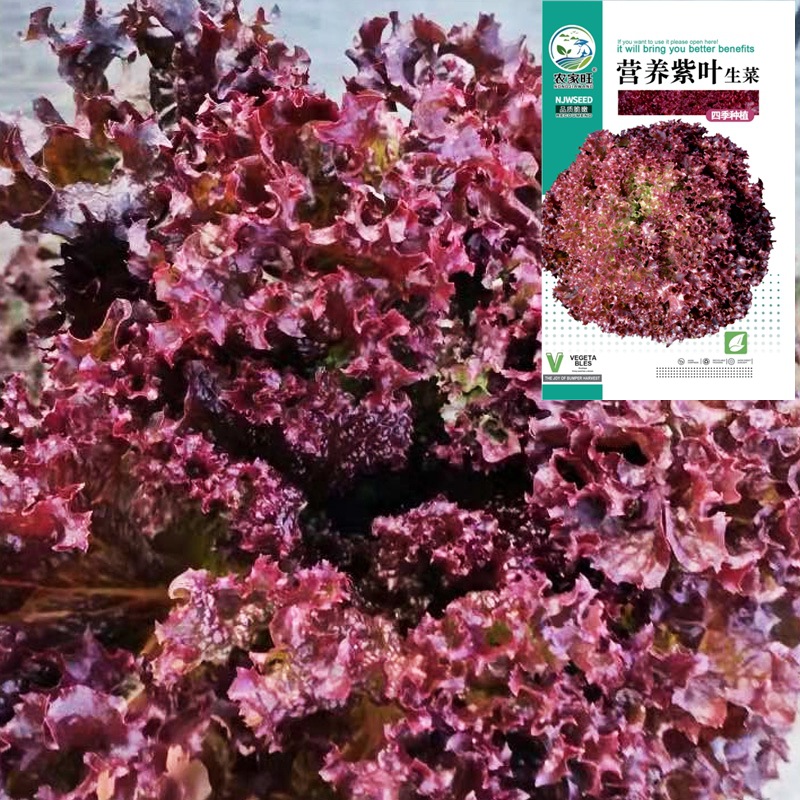 Purple Leaf Lettuce Seeds, Red Lettuce Seeds, Purple-Red Roman Lettuce, All-Season Vegetables for Balcony Pot Planting, Garden Seeds