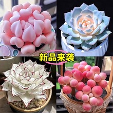����25����Ʒ��������ض���ֲ����ֵ����M�ϼt�������ֺ��B��