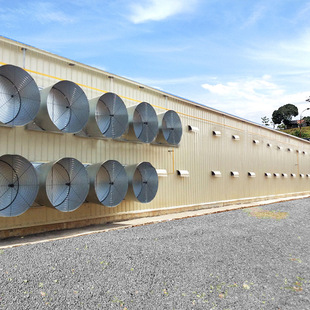 Hot galvanized steel structure chicken house export production Prefabricated steel structure chicken shed steel structure construction chicken farm