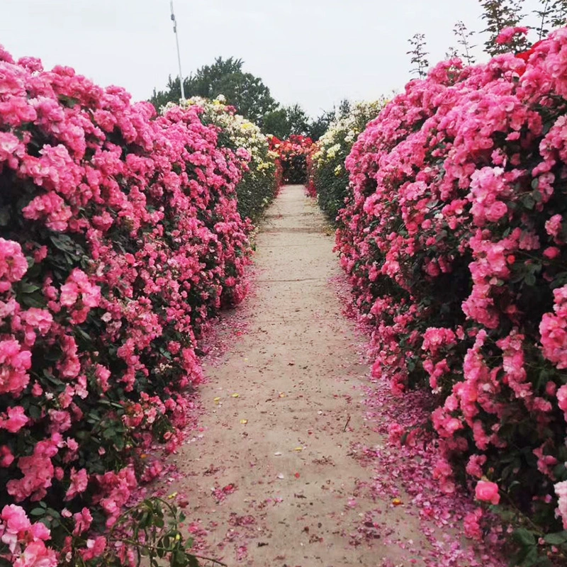 Fujimoto Ouyue Комнатное растение с бутоном цветов Роза красного дракона Большой цветок Рассада во дворе Холодоустойчивое растение Четыре сезонных циклических цветения
