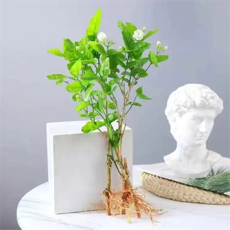 [special offer] 3 selected jasmine seedlings (original soil) and free nutritional fertilizer