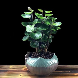 Money Pocket Old Pile Fortune Plant Money Duoduo Fulu Tong Office Desktop Green Plant Indoor Living Room Evergreen All Year Round
