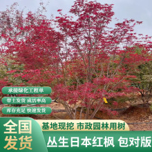 基地发货日本红枫树苗四季红室外红枫树庭院别墅花园绿化植物树苗