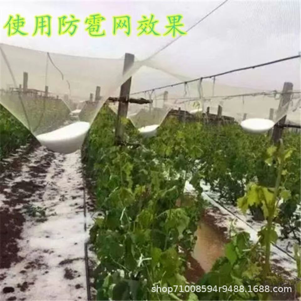 冰雹网5 - 副本.jpg