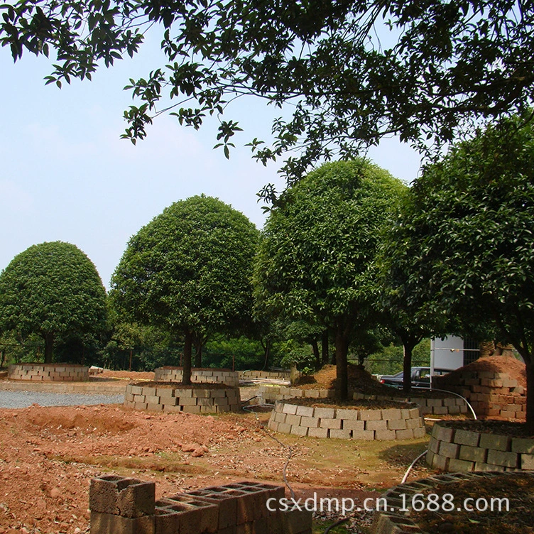 Оптовая продажа дерева османтуса 8 см, пересадка крупного османтуса, саженцы золотого османтуса, дерево османтуса Чанша, красивая форма дерева