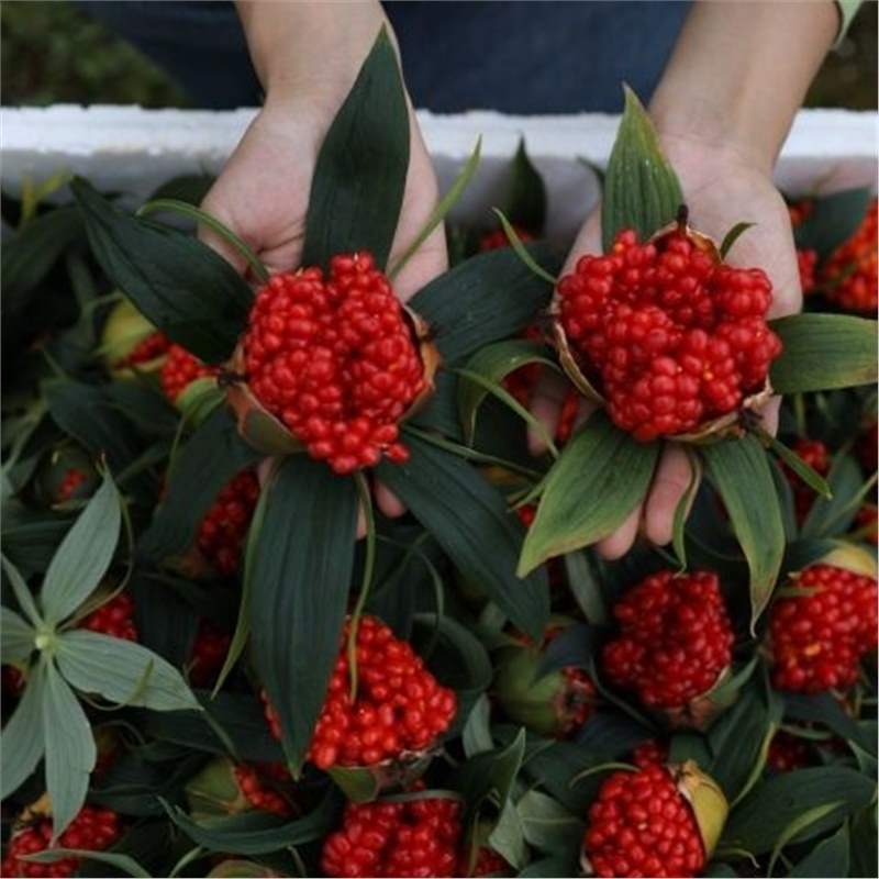 云南滇重楼种子种苗七叶一枝花种子独角莲种子名贵材种子重楼