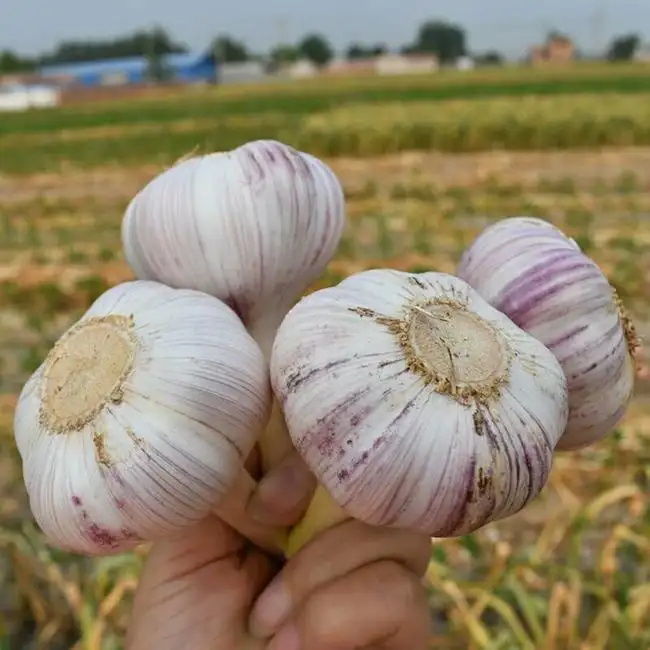 [Super low price]fresh Dried Garlic Shandong Purple Garlic 135 Garlic Garlic wholesale