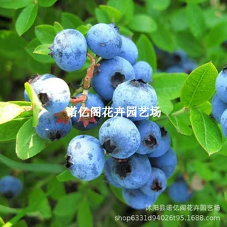 考林蓝莓树果苗耐寒早熟北高丛蓝莓树苗南北方庭院盆栽地栽蓝莓苗
