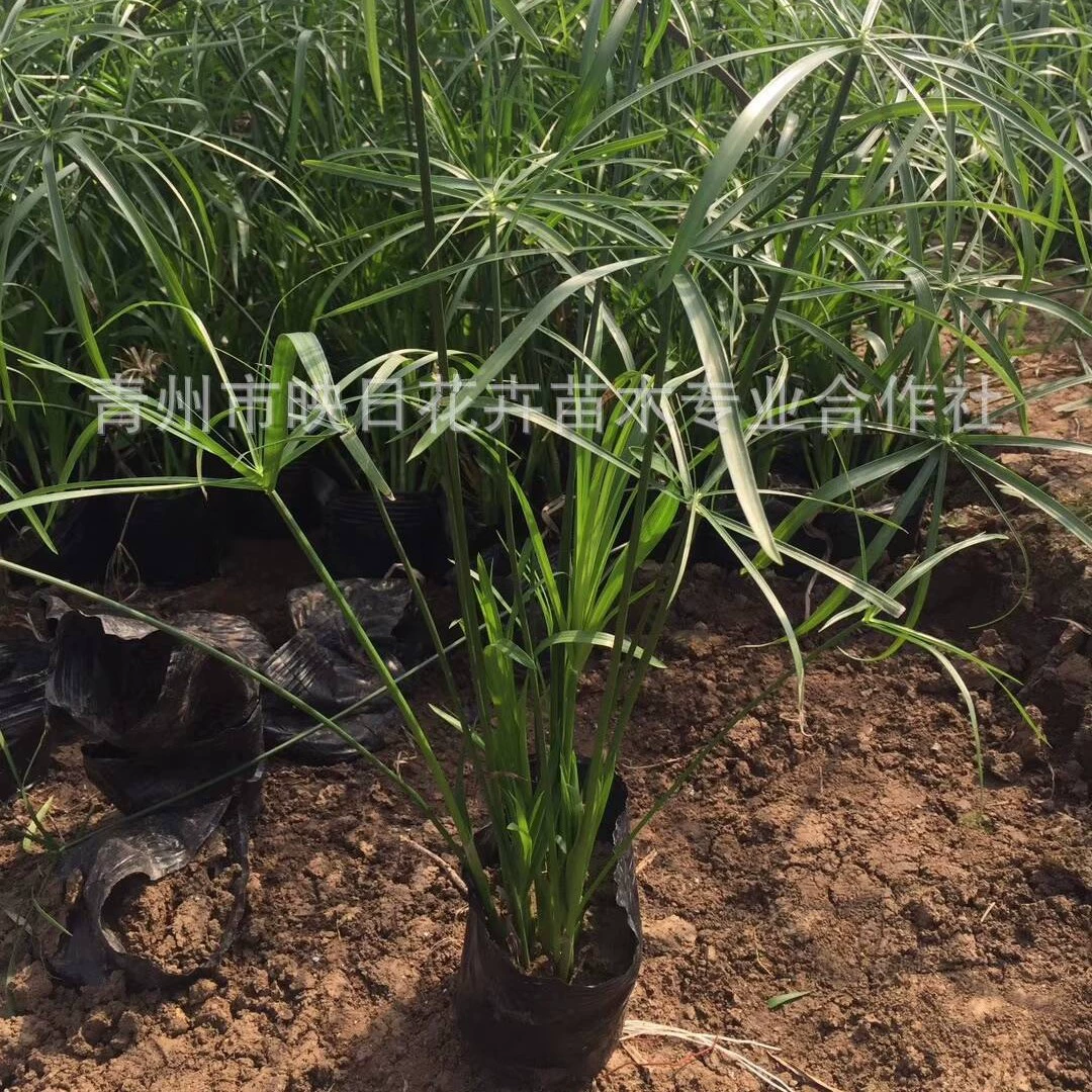 Цинчжоу Водные Растения Оптом Горшечные Травы Воды Бамбук Ветряная Мельница Трава Улучшить Качество Воды Озеленение Реки