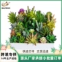 仿真迷你多肉植物人造花
