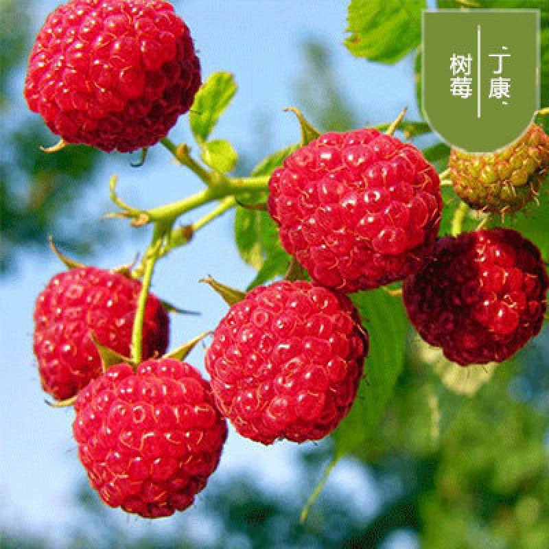 Рассада малины Двухсезонная Рассада плодов малины Посадка в горшках на юге и севере Посадка Красный Желтый Черный Рассада малины