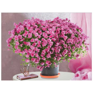 Դ�^�S�ҬF؛������S���w��5d���w�� �͏d�b�pet��Ů�ˮ����