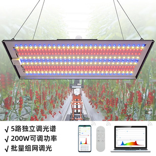 ���Ӱ����l ȫ���VLED���Ӱ���V���{200w ��·ͨ���{��