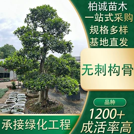 乔木;灌木;其他园林植物